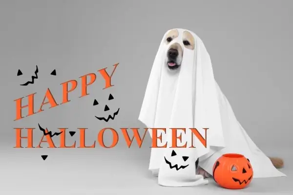 Happy Halloween from Bayfield Home Loans, LLC